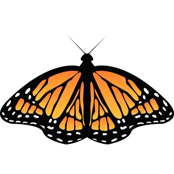 Butterflies54 Thumbnail