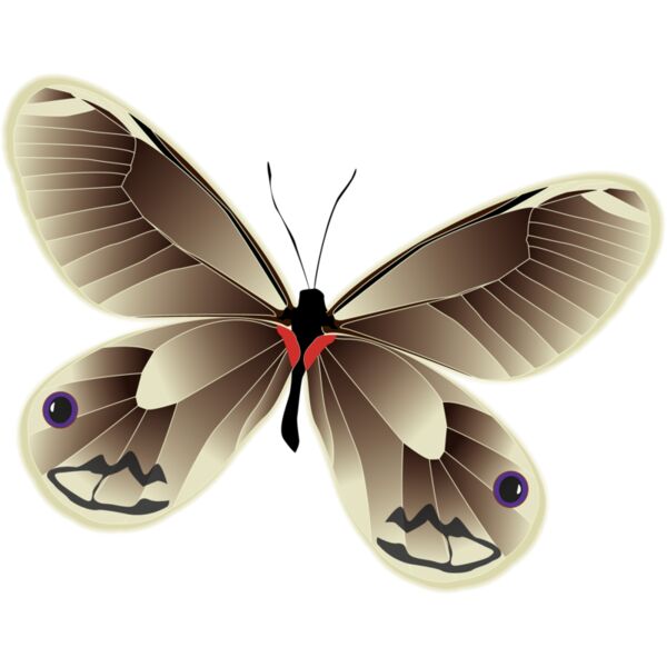 Butterflies13 Thumbnail