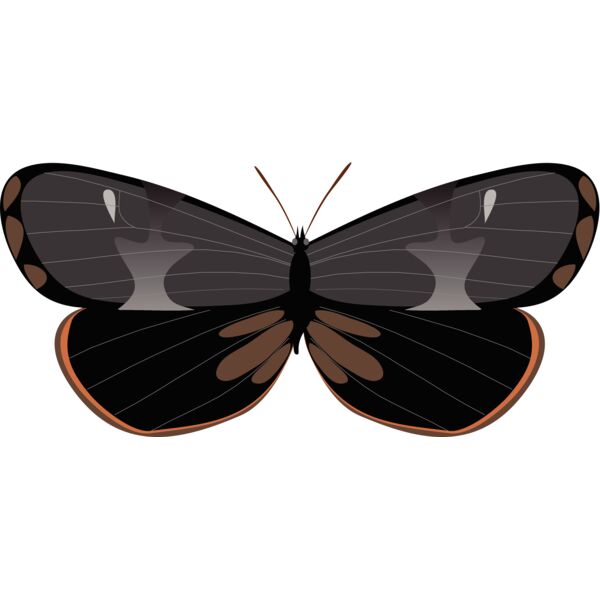 Butterflies80 Thumbnail