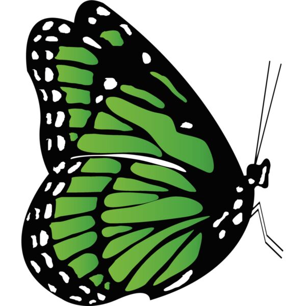 Butterflies61 Thumbnail